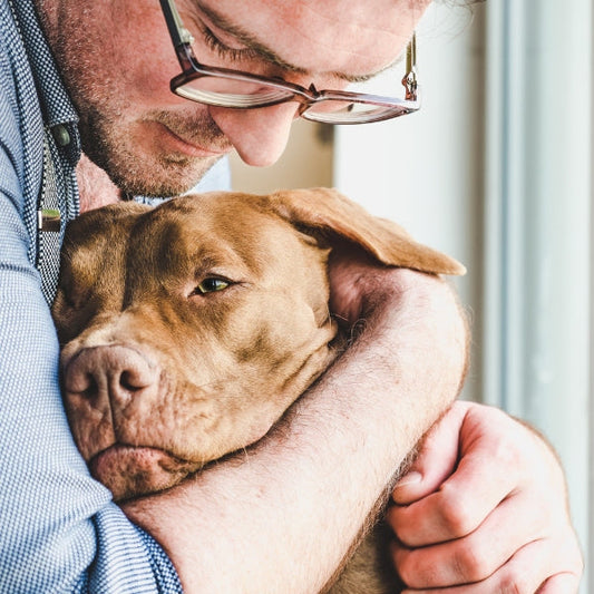 Balancing Your CPAP Therapy and Pets